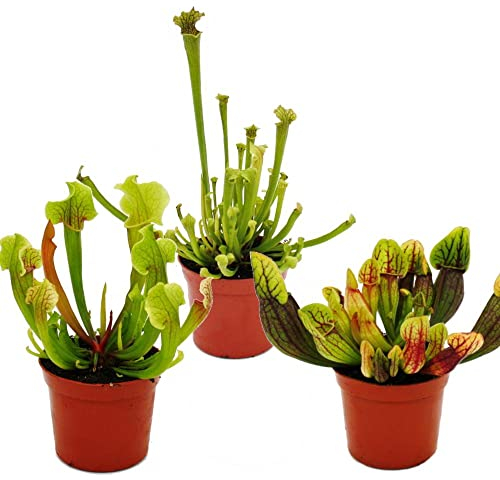 Exotenherz Schlauchpflanzen-Trio 3 verschiedene Sarracenia-Pflanzen im Set Fleischfressende Pflanzen 9cm Topf