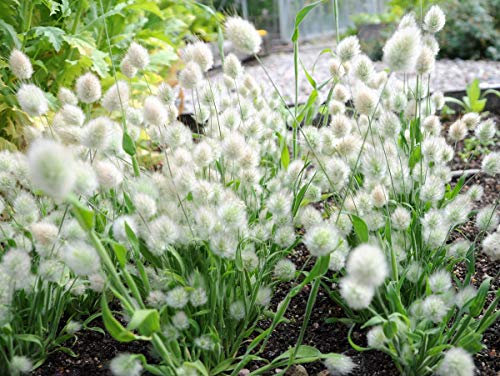 500 Ornamental Grass Seeds - Lagurus Ovatus - Bunny Tails/Rabbits Tail - 500 Seeds
