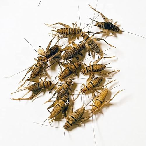 NutriCricket 500 Live Banded Crickets (Small (1/4 - 3/8))