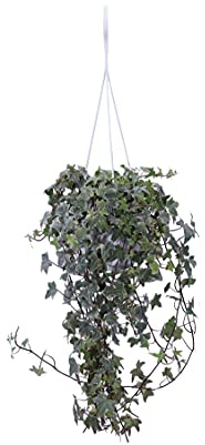 Pianta di Hedera Helix Variegata Pianta di Edera pianta da esterno pianta da giardino pianta ornamentale di Edera Variegata pianta vera di Hedera Helix Variegata venduta da eGarden.store (Vaso 16 cm)