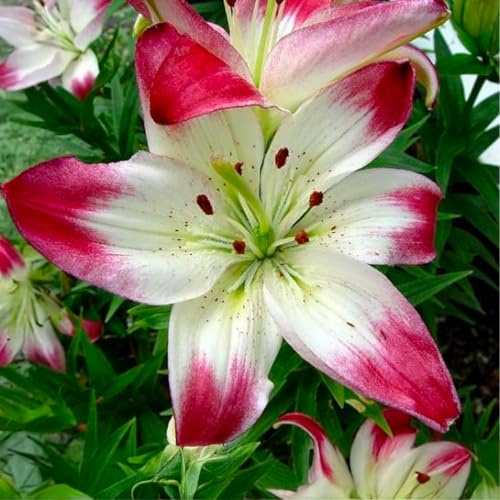 Bulbi di LILIUM (GIGLI) | Bulbi provenienti dai migliori produttori Olandesi | Esclusiva selezione e controllo qualità | Fioritura garantita. (2 Lilium Asiatic LOLLYPOP)