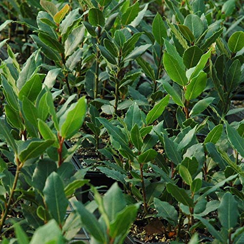 Bay Laurel Bush for Culinary Use - Bay Plant in a 12cm Pot for Use in The Kitchen