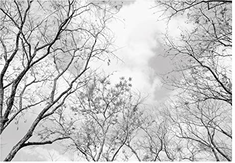 WallArena Vlies Fototapete, Wald, 300x210cm | Fototapeten - Tapeten - für Wohnzimmer Schlafzimmer - Vliestapete Wandtapete Tapete 3D Effekt- inkl. Kleister