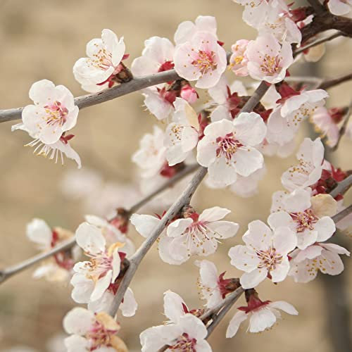 You Garden - 2 x Ornamental Prunus incisa 'Kojo-no-Mai' Fuji Cherry Tree in a 9cm Pot - Established Garden Ready Plants for Gardens