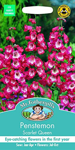 Mr Fothergill's Penstemon Scarlet Queen Seed, Red/White, 0.3 x 7.5 x 14.5 cm