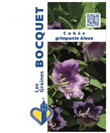 Sachet de graines de Cobée grimpante bleue - 1,5 g - fleur annuelle - LES GRAINES BOCQUET