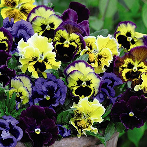 Pansy Frizzle Sizzle Mixed 30 x Plug Plants Viola Purple Shade Flowers, Garden Plant Hardy Perennial Flowering Garden Plants Easy to Grow Your Own by Thompson and Morgan