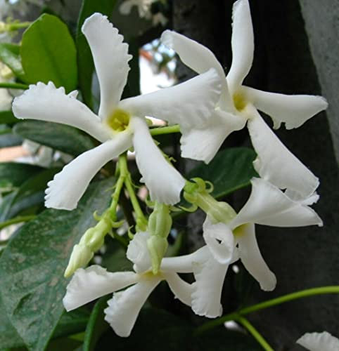 Falso Gelsomino Rhyncospermum jasminoides” Pianta in vaso con canna h 70 cm Vivaio di Castelletto