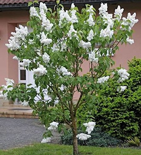 Fiederblättriger Flieder 30-40cm - Syringa pinnatifolia - lebende Gartenpflanze aus den Baumschulen