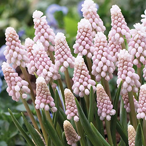 Muscari Bulbs Pink Sunrise Grape Hyacinth Pretty Pink Upright Flowers Perfect for Beds, Borders, Rockeries and Containers Easy to Grow 20 x Muscari Bulbs by Thompson and Morgan