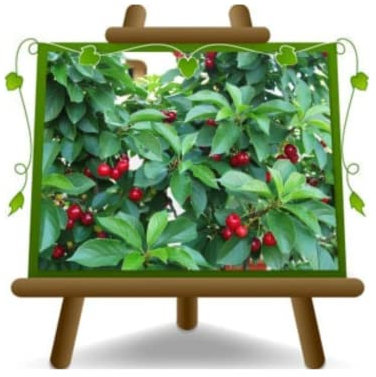 EURO PLANTS VIVAI Cerisier Nain Plante à Partir De Fruit Sur pot 20 cm Hauteur 90 cm -Âge 2 Ans