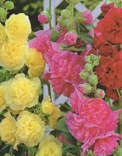 Stockrosen Mischung3 Wurzelstücke Winterhart Staude Alcaea rosea