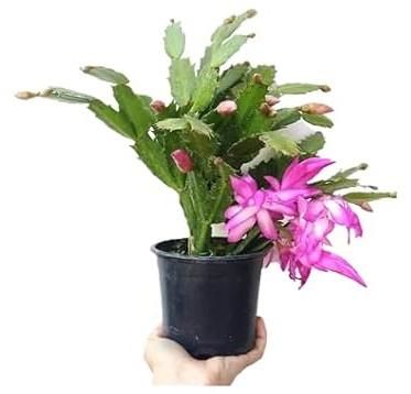 Cactus de Santa Claus Christmas Cactus Planta Natural