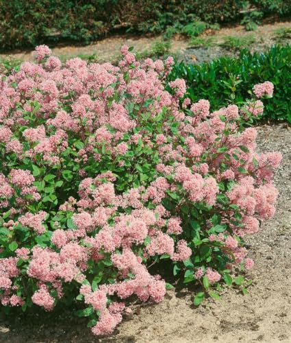 Ceanothus pallidus 'Marie Rose' 40–60 cm – Winterhart, Mehrjährig, Pflegeleicht – Säckelblume – Zierstrauch für Garten & Beet