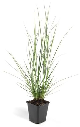 Pennisetum alopecuroides 'Hameln' – 12 Pflanzen – Lampenputzergras – Ziergras – Pflegeleicht – Sonnig & Halbschatten – Cremefarbene Blüten – Herbstblüher