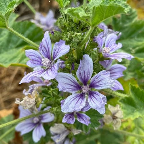 semillas de malva, resistente exterior variedades antiguas 100pcs