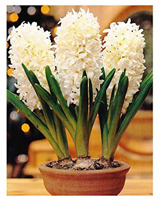 GARTHWAITE NURSERIES® : - UK Stockist. 3 Prepared Indoor Hyacinth Bulbs White Scented Indoor Flowering