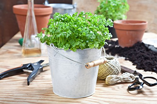 Blecheimer mit Henkel zum Bepflanzen von Kräutern und Blumen, das ideale Pflanzgefäß für kleine Gewächse, 13,5 x Ø 12 cm von notrash