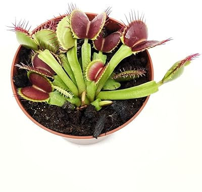 Venus Atrapamoscas de DECOALIVE Planta Viva de Exterior e Interior Planta Carnívora Dionaea Muscipula