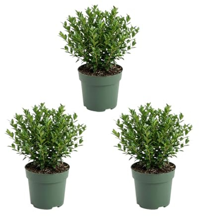 Bloomique - Lot de 3 - Ilex crenata Jenny - Houx japonais - Plante rustique - Plante balcon - Hauteur 10-20 cm - Pot 10 cm