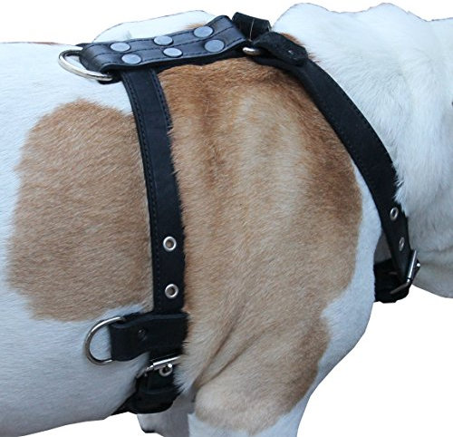 Hundegeschirr aus echtem Leder, Größe M bis L, 63,5 cm - 81,3 cm Brustumfang, 2,5 cm breite, verstellbare Riemen (schwarz)