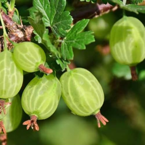 PIANTA DI UVA SPINA VERDE in vaso 16/18 (foto reali)
