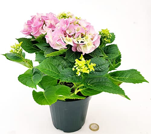 POWERS TO FLOWERS - ORTENSIA NANA ROSA IN VASO 11CM, pianta vera