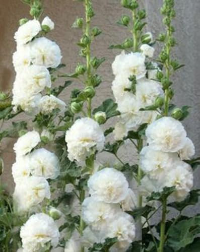 Vsorce4u 20 x Seeds - Chater's White Double Icicle Hollyhock Seeds - Flower Seeds for Planting Garden Yard Patio