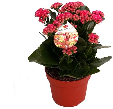 Kalanchoe con Flores Embellece tu Entorno con esta Planta Natural