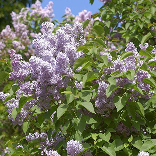 Wildflieder 80-100cm - Syringa vulgaris