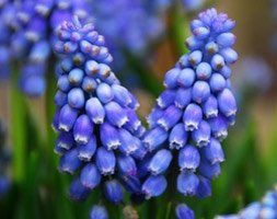 50 grape hyacinth bulbs (Muscari armeniacum )