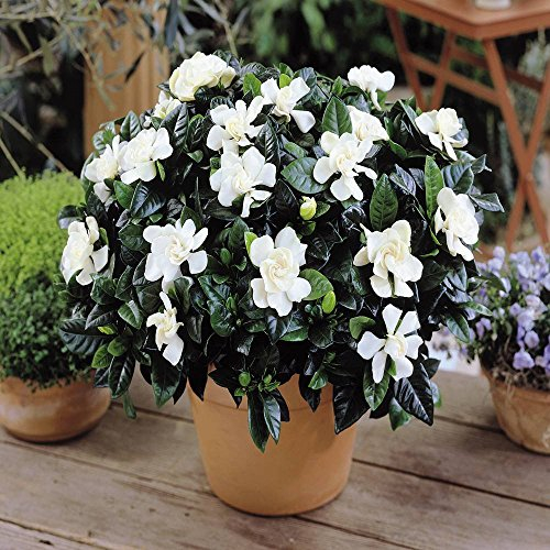 1 X Gardenia JASMINOIDES Cape Jasmine Evergreen Shrub Healthy Plant in Growers Pot