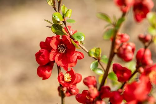 Zierquitte Chaenomeles superba Fusion 40-60 cm winterhart Heckenpflanze | sonniger bis halbschattiger Standort, schnittvertraeglich, bienenfreundlich, ideal fuer Hecke und Sichtschutz im Garten