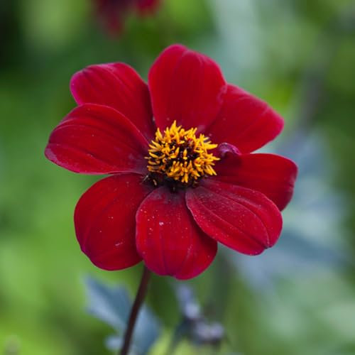 Dahlia Mignon Bishop of Auckland x 1 Tuber. Impressive Dark Red Summer Flowers. Easy to Grow