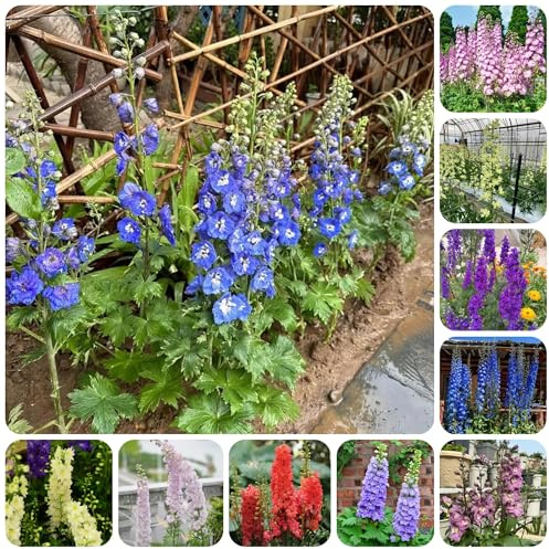 semillas de delphinium, perenne resistente, ornamentales decoración espuela de caballero de primavera, silvestres 1000pcs