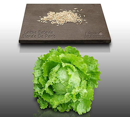 500 graines à semer - Le Grenier d'Abondance - LAITUE BATAVIA Blonde de Paris - Lactuca sativa