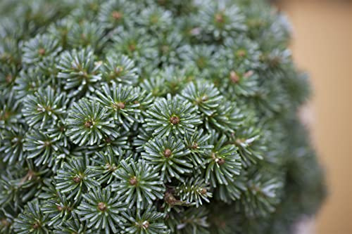 Abies koreana 'Blauer Eskimo' 40 cm – Winterhart & Immergrün & Pflegeleicht – Koreanische Tanne – Kübelpflanze für Terrasse & Balkon