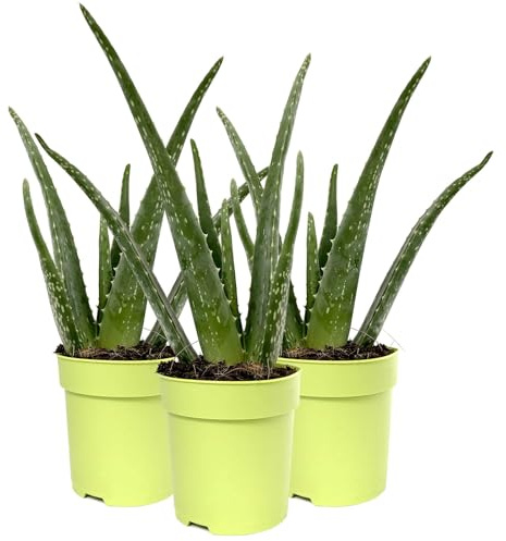 Aloe vera, Topf-Ø 12 cm, Höhe ca. 20-30 cm, 3er-Set