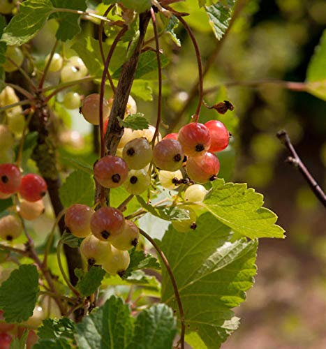 Rote Johannisbeere Rolan 30-40cm - Ribes rubrum