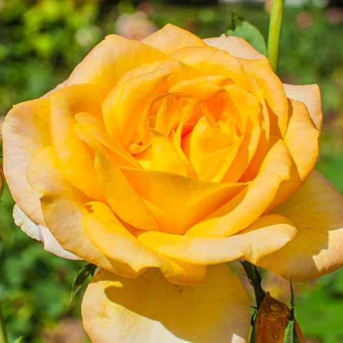 Rosa híbrida/Rosa enana/Rizoma/Resistente/Ornamental/Jardín/En maceta/Interior/Exterior/Crecimiento rápido-1 PCS-A