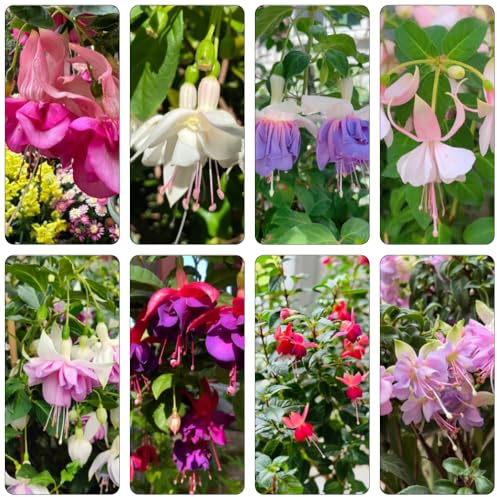 Fuchsiensamen Fuchsien - kräuterpflanzen büropflanzen gartendeko für draußen gartenkräuter kräutersamen frühblüher winterharte stauden für pralle sonne wildblumen balkonblumen 135samen
