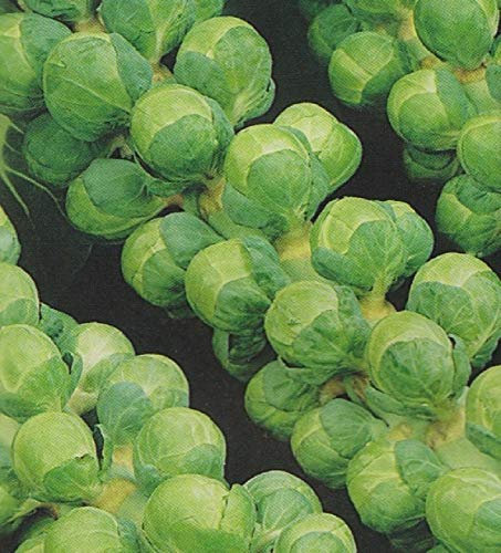 PREMIER SEEDS DIRECT Brussel Sprouts - GRONINGER - 100 Seeds - Organic