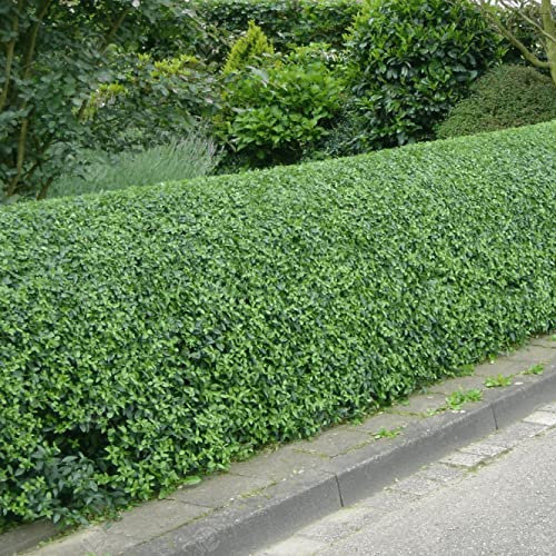 Ligustrum ovalifolium 'Green Privet' Bare Root Hedge - Green Hedging, Tree, Plants (3-4ft (90-120cm)) (10 Plants)