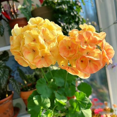 geranio de pie ornamentales lugares soleados primavera en al 450semillas