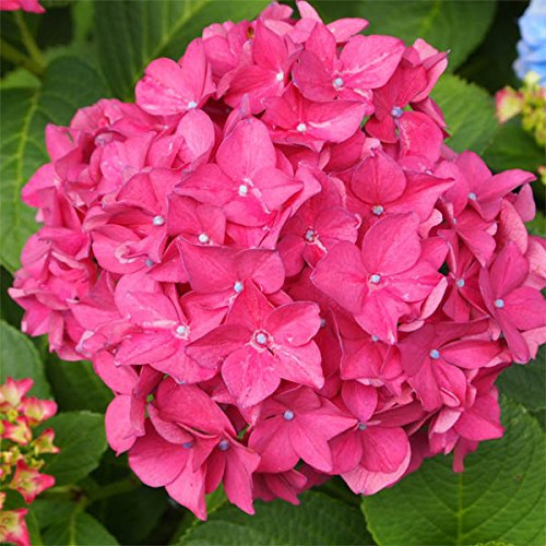 Hydrangea macrophylla 'King George' in 2L Pot, Large Heads of Rose-Pink Flowers 3fatpigs®