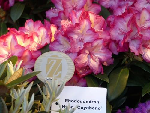 Rhododendron Hybride Cuyabeno - Großblumige Alpenrose - 30-40