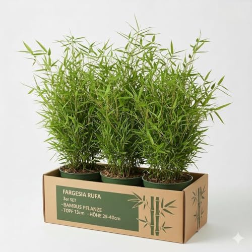 Fargesia Rufa Bambus-Set, 3 Pflanzen, Winterhart, Immergrün, Robuster Heckenbambus für Kübel und Garten