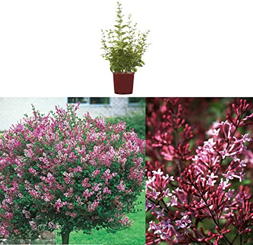 Syringa Red Pixie - Dwarf Korean Scented Lilac Bush in 9cm Pot - Flowering Ornamental Tree (1 Plant)