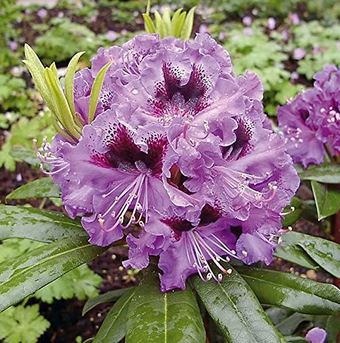 Großblumige Rhododendron Blaue Jungs 70-80cm - Alpenrose - lebende Gartenpflanze aus den Baumschulen