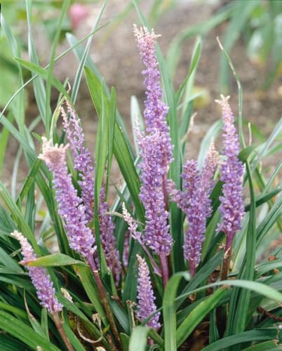 Lilientraube Liriope muscari Big Blue 11x11 cm Topf winterhart | Immergrün, robuste Stauden, violette Bluete im Spätsommer, ideal für Beeteinfassung, unter Gehölzen, trockenheitsvertraeglich